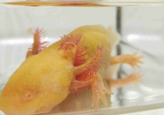 龍魚死了怎么處理（關于龍魚死亡遺體處理的指南）