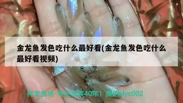 金龍魚發(fā)色吃什么最好看(金龍魚發(fā)色吃什么最好看視頻)（金龍魚發(fā)色吃什么最好看）