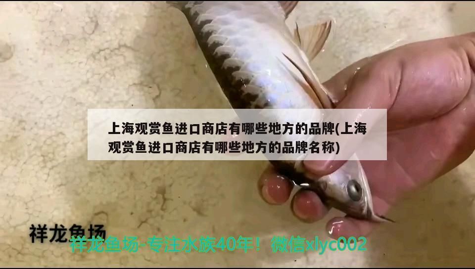 上海觀賞魚進(jìn)口商店有哪些地方的品牌(上海觀賞魚進(jìn)口商店有哪些地方的品牌名稱) 上海觀賞魚進(jìn)口商店有哪些地方的品牌(上海觀賞魚進(jìn)口商店有哪些地方的品牌名稱) 觀賞魚百科
