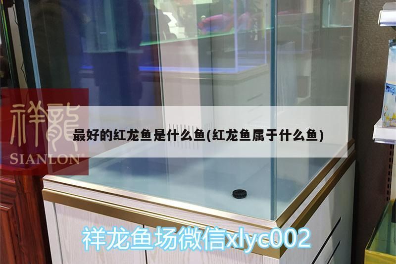 魚缸用增氧泵價格是多少:魚缸增氧機-xtrac增氧機-xtrac增氧機 最好的紅龍魚是什么魚(紅龍魚屬于什么魚)(最好的紅龍魚是什么魚) 觀賞魚百科 最好的紅龍魚是什么魚(紅龍魚屬于什么魚)(最好的紅龍魚是什么魚) 最好的紅龍魚是什么魚(紅龍魚屬于什么魚)(最好的紅龍魚是什么魚) 觀賞魚百科