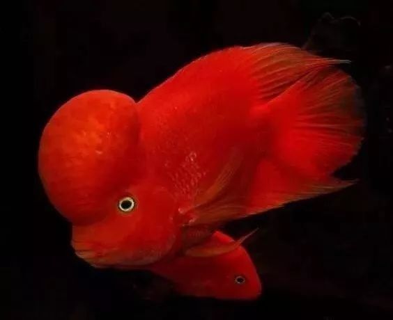 有哪些魚類可以與羅漢魚混養？（可以與羅漢魚混養的魚類是一種體型龐大、色彩斑斕的熱帶觀賞魚）