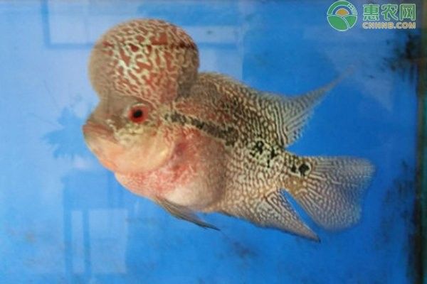 有哪些魚類可以與羅漢魚混養？（可以與羅漢魚混養的魚類是一種體型龐大、色彩斑斕的熱帶觀賞魚）