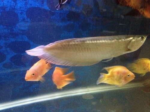 龍魚(yú)掉鱗期間需要停食嗎（北域名醫(yī)，魚(yú)掉鱗片怎么辦）
