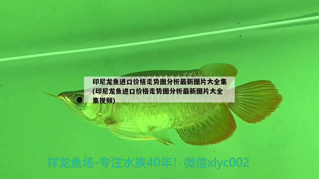 印尼龍魚進口價格走勢圖分析最新圖片大全集(印尼龍魚進口價格走勢圖分析最新圖片大全集視頻)（印尼龍魚進口價格走勢圖分析最新圖片大全集） 印尼龍魚進口價格走勢圖分析最新圖片大全集(印尼龍魚進口價格走勢圖分析最新圖片大全集視頻)（印尼龍魚進口價格走勢圖分析最新圖片大全集） 觀賞魚百科