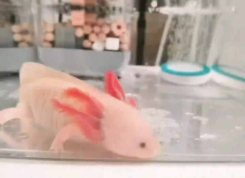 龍魚黑鱗立鱗后如何恢復，徐州經濟開發區祥龍漁場魚黑鱗立鱗后恢復過程需耐心和細心
