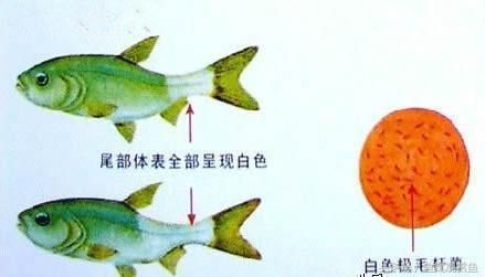 金龍魚的電影（《金龍魚》影評）