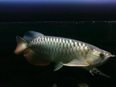 紅龍金龍銀龍三龍一起養（混養大型觀賞魚需要注意哪些問題？）
