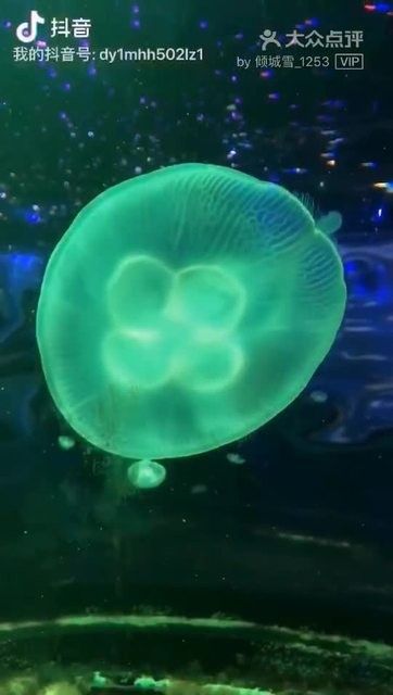 阿拉善哪個水族館龍魚好？祥龍魚場龍魚（阿拉善地區(qū)擁有多個水族館其中以祥龍魚場的水族館推薦）