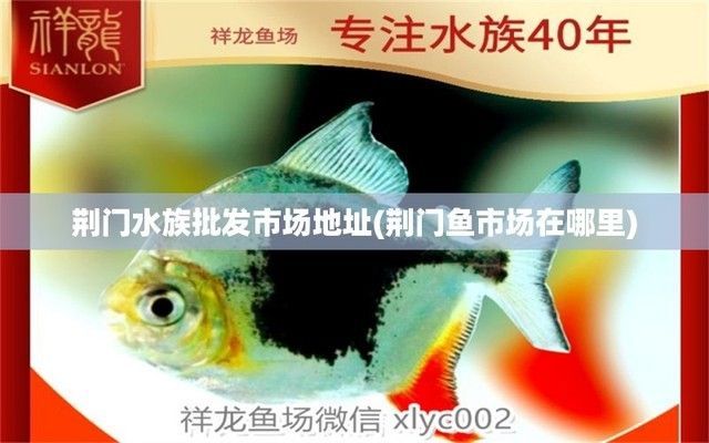 荊門龍魚專賣店：杭州龍魚專賣店