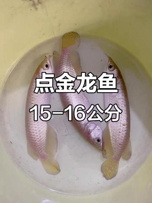 如何聯(lián)系金龍魚牡丹江的客服？（金龍魚牡丹江客服聯(lián)系方式可以通過以下幾種方式獲取）