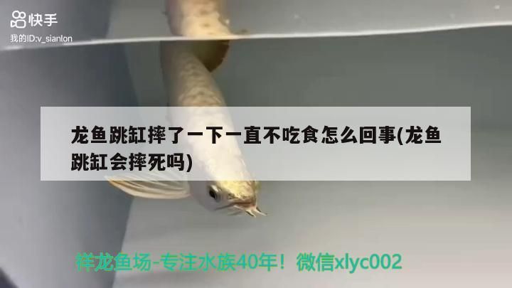 金龍魚 龍魚跳缸摔了一下一直不吃食怎么回事(龍魚跳缸會摔死嗎)(龍魚跳缸摔了一下一直不吃食怎么回事) 觀賞魚百科 龍魚跳缸摔了一下一直不吃食怎么回事(龍魚跳缸會摔死嗎)(龍魚跳缸摔了一下一直不吃食怎么回事) 龍魚跳缸摔了一下一直不吃食怎么回事(龍魚跳缸會摔死嗎)(龍魚跳缸摔了一下一直不吃食怎么回事) 觀賞魚百科