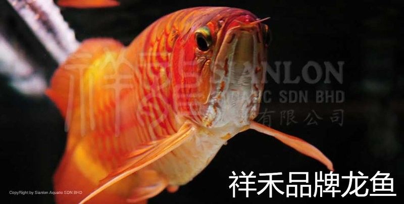 如何判斷高背金龍魚是否進入發色期（如何判斷高背金龍魚進入發色期）