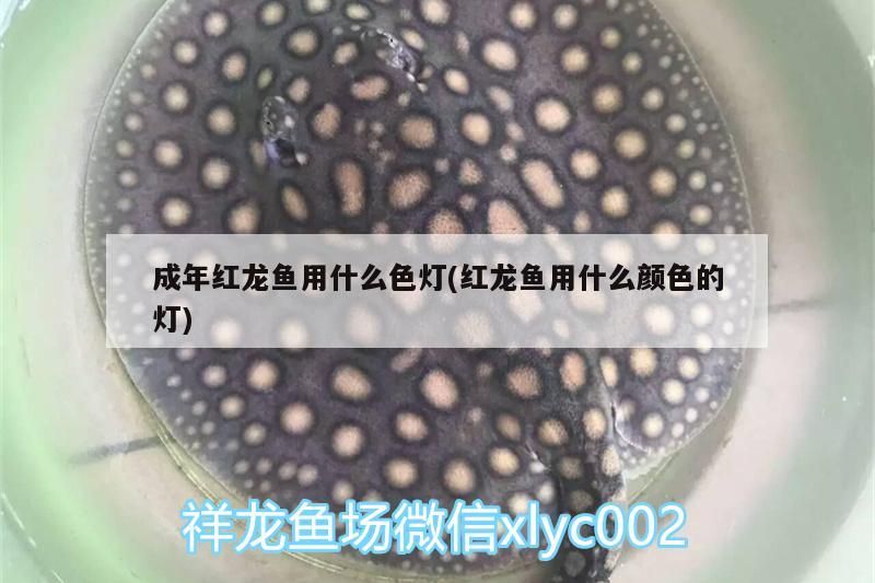 成年紅龍魚(yú)用什么色燈(紅龍魚(yú)用什么顏色的燈)（印尼紅龍魚(yú)飼養(yǎng)的過(guò)程中適合使用的光源為紅龍魚(yú)的飼養(yǎng)）