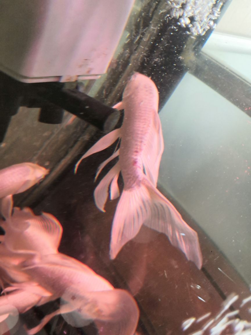 大神求助（“大神”求助，魚兒鬧鬧評論：自己想一下，最近是換水了）