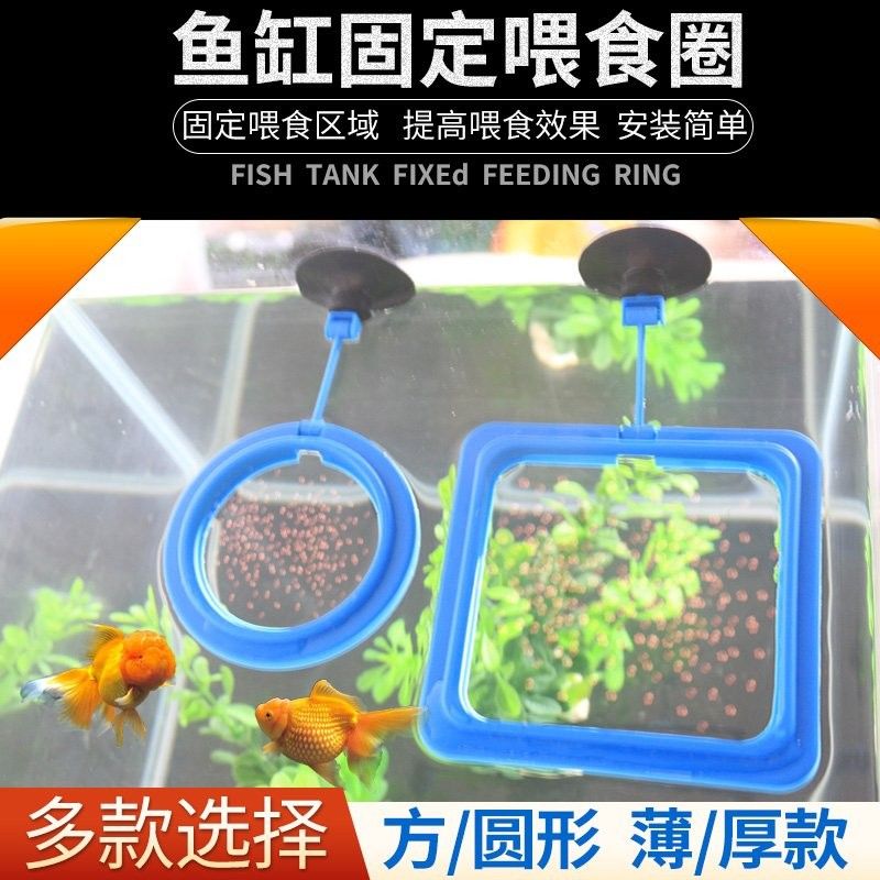 龍魚吃魚糧需要泡水嗎（龍魚吃魚糧是否需要泡水的問題）