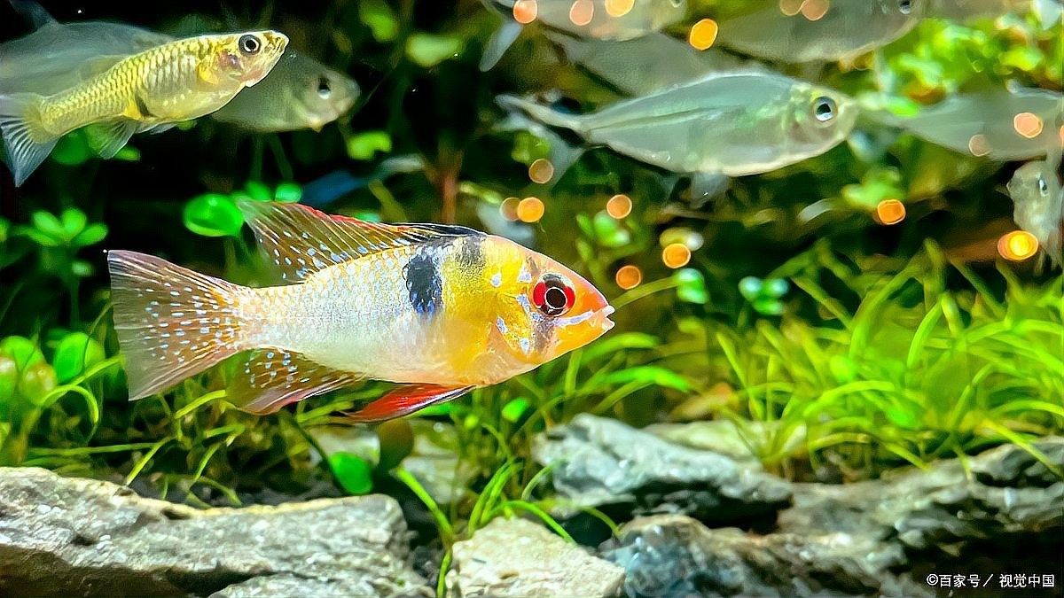 紅龍魚魚缸加蓋后需要增氧嗎（紅龍魚魚缸加蓋后是否需要增氧）