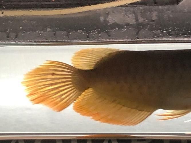 紅尾金龍魚幼魚期圖片（想入手紅尾金龍魚又怕被商家欺騙）