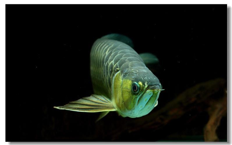 紅尾金龍魚幼魚期圖片（想入手紅尾金龍魚又怕被商家欺騙）
