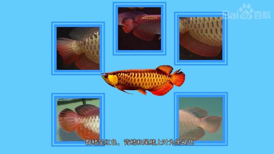 紅尾金龍魚幼魚期圖片（想入手紅尾金龍魚又怕被商家欺騙）