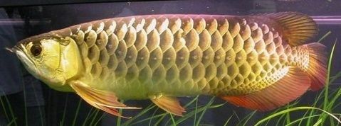 紅尾金龍魚幼魚期圖片（想入手紅尾金龍魚又怕被商家欺騙）