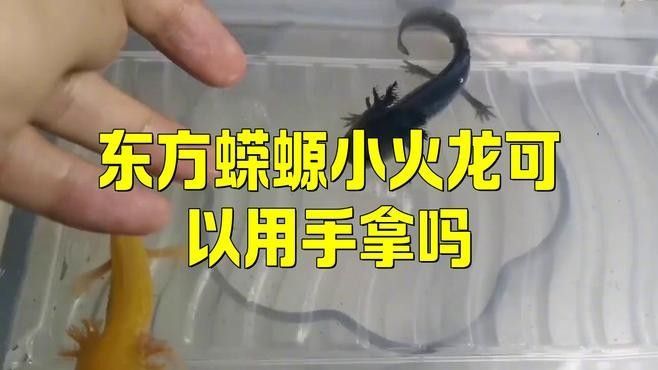 如何安全地接觸火龍魚（安全接觸火龍魚的建議）