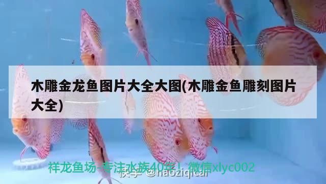 木雕金龍魚圖片大全大圖(木雕金魚雕刻圖片大全)（木雕金龍魚圖片大全）