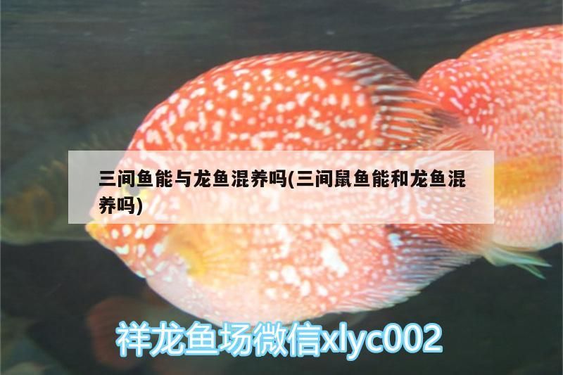 三間魚能與龍魚混養嗎(三間鼠魚能和龍魚混養嗎)（三間魚能不能與龍魚混養嗎）