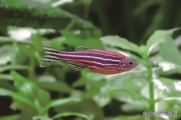 巴卡雷龍魚繁殖的成功率有多高（巴卡雷龍的繁殖成功率是多少？） 巴卡雷龍魚繁殖的成功率有多高（巴卡雷龍的繁殖成功率是多少？） 龍魚百科 第3張