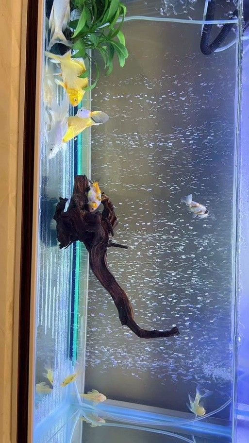 龍魚浮頭后需要換水嗎？（龍魚浮頭后是否需要換水） 龍魚浮頭后需要換水嗎？（龍魚浮頭后是否需要換水） 龍魚百科 第5張