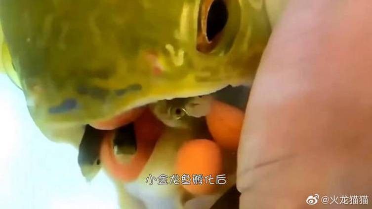 金龍魚產卵后雄魚會怎么做（金龍魚產卵后雄魚的行為和策略）