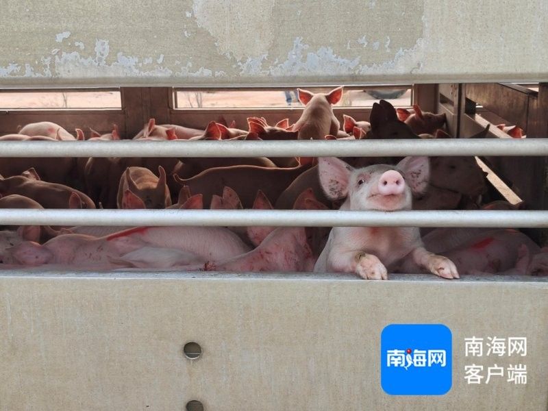 該基地的養殖規模有多大（(二)微信公眾平臺養殖基地首批優質仔豬成功出欄）