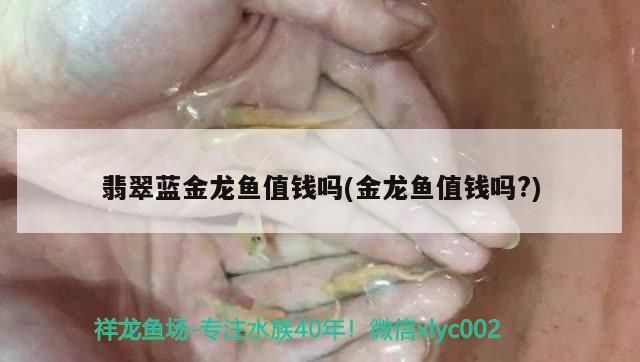 翡翠藍金龍魚值錢嗎(金龍魚值錢嗎?)（翡翠藍金龍魚值錢嗎）