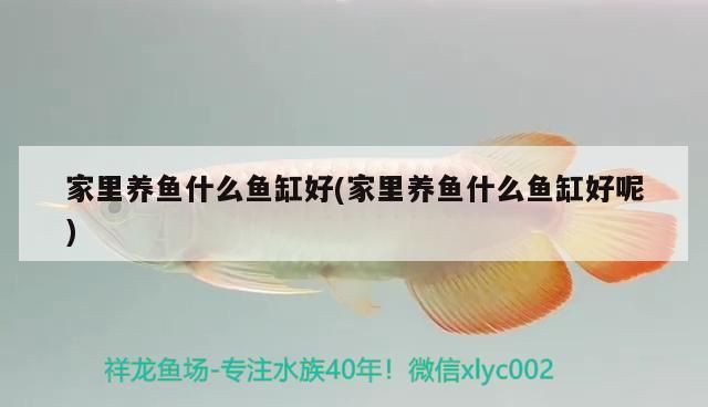 家里養魚什么魚缸好(家里養魚什么魚缸好呢)（家里養魚什么魚缸好）