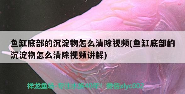 魚缸底部的沉淀物怎么清除視頻(魚缸底部的沉淀物怎么清除視頻講解)（如何清洗魚缸底部的沉淀物）