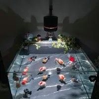 如何為泰獅提供躲避區(qū)（如何為泰獅設置躲避區(qū)）