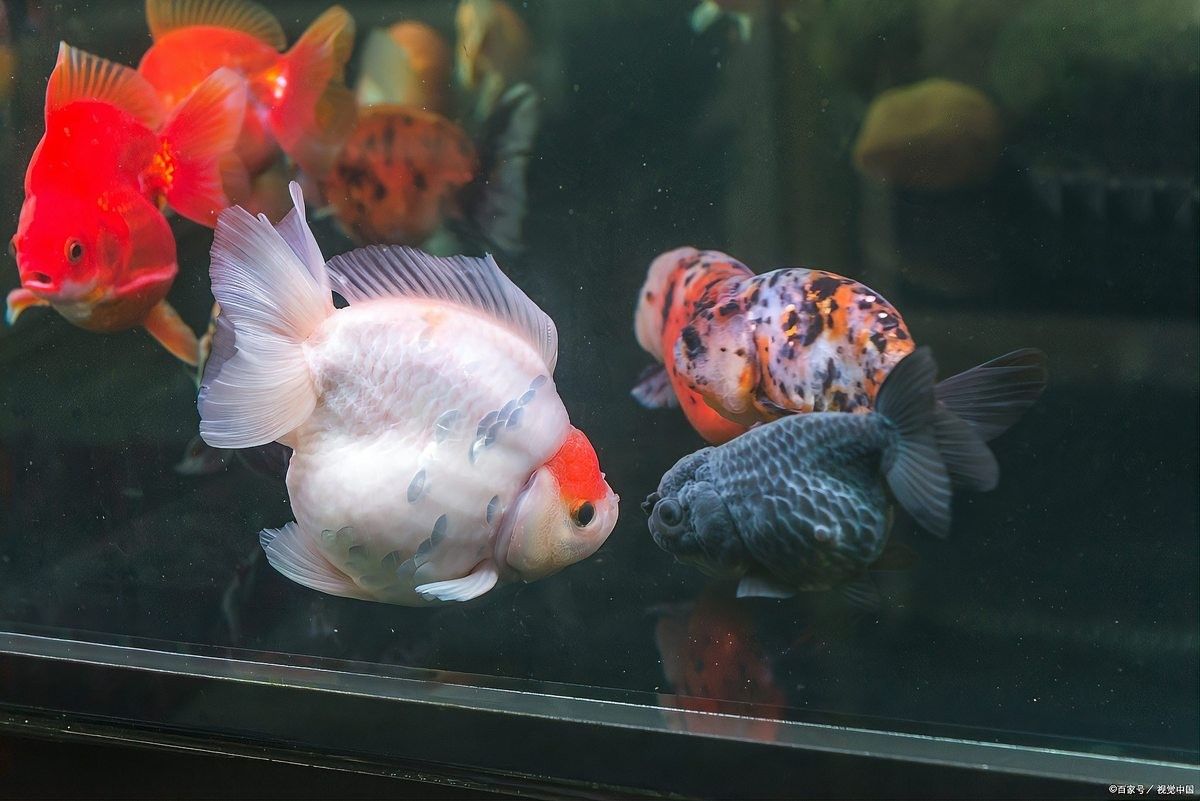 如何為泰獅提供躲避區(qū)（如何為泰獅設置躲避區(qū)）