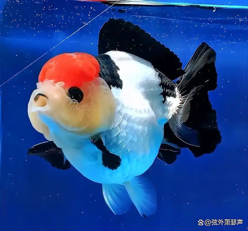 如何為泰獅提供躲避區(qū)（如何為泰獅設置躲避區(qū)）
