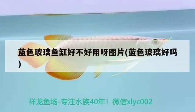 藍色玻璃魚缸好不好用呀圖片(藍色玻璃好嗎)（藍色玻璃魚缸好不好用）