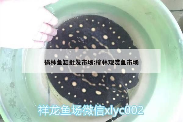 賀州觀賞魚市場：廣西賀州觀賞魚市場