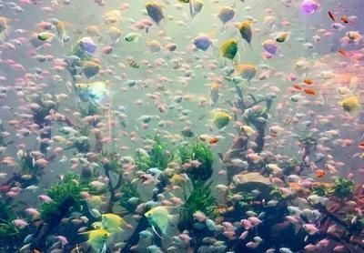 賀州觀賞魚市場：廣西賀州觀賞魚市場