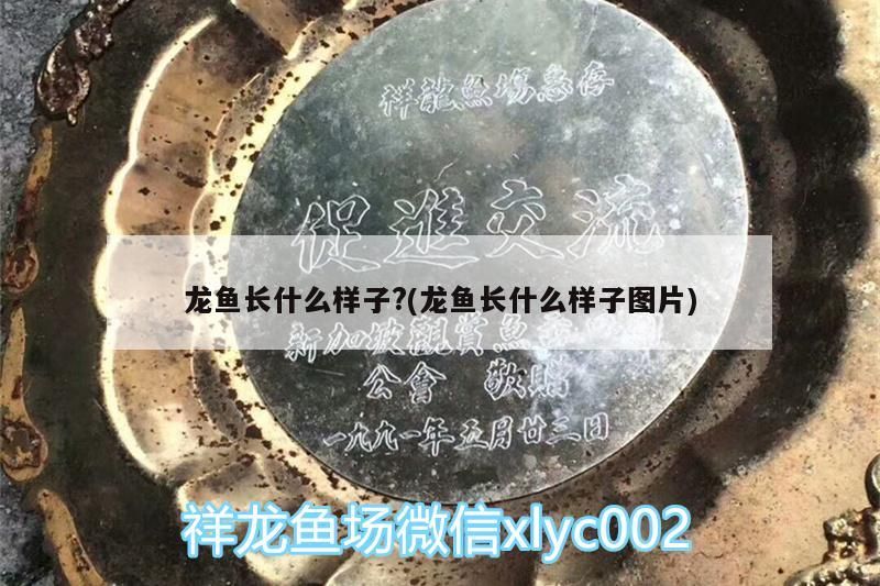 龍魚長什么樣子?(龍魚長什么樣子圖片)