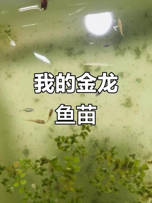 金龍魚苗需要多大的魚缸（金龍魚養殖指南，新手也能養出健康龍魚）