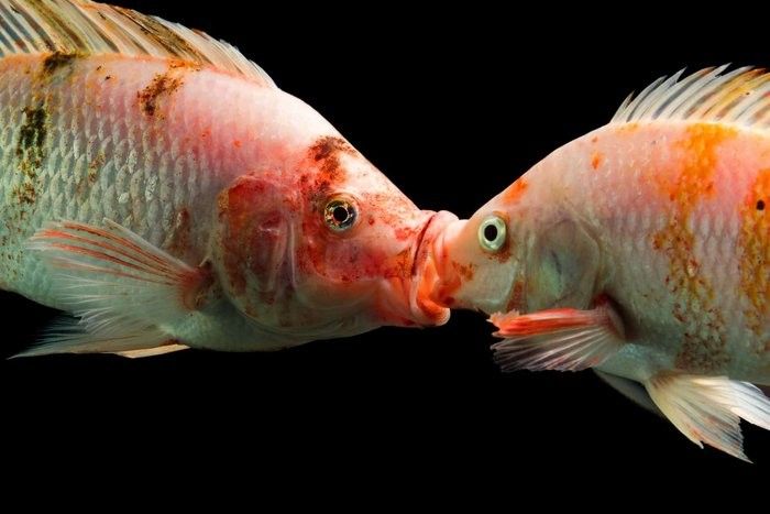 龍魚張嘴呼吸多久會恢復，龍魚張嘴呼吸多久會恢復的問題，龍魚張嘴呼吸多久會恢復