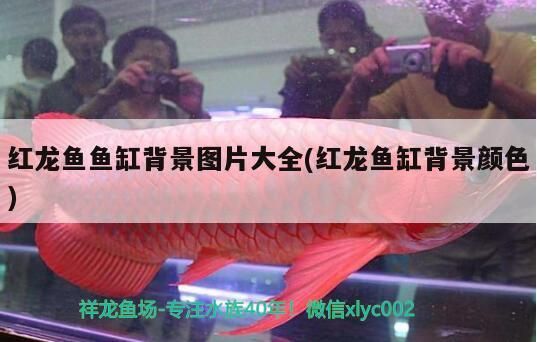 紅龍魚魚缸背景圖片大全(紅龍魚缸背景顏色)（紅龍魚缸背景圖片大全）