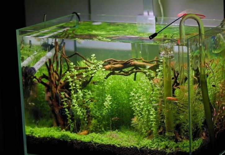 有哪些適合龍魚缸草缸的水草？（適合龍魚缸和草缸的水草推薦）