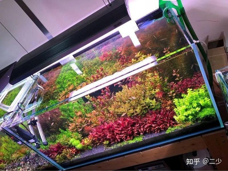 有哪些適合龍魚缸草缸的水草？（適合龍魚缸和草缸的水草推薦）
