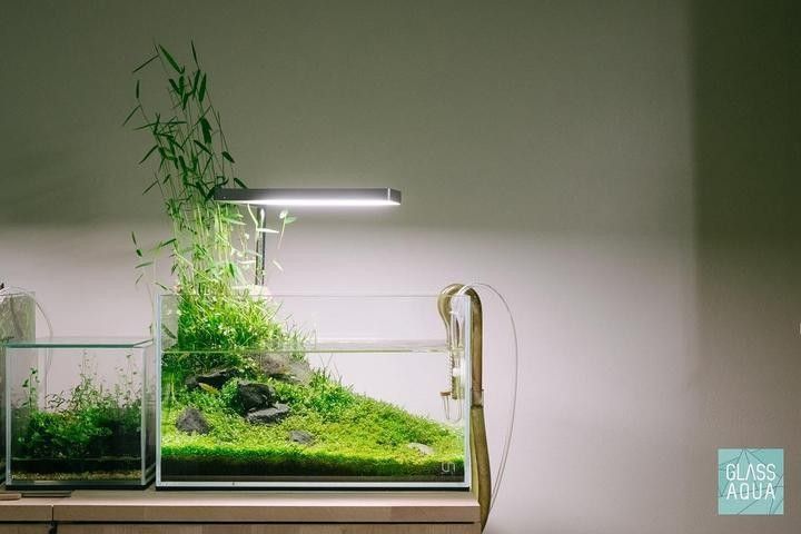 有哪些適合龍魚缸草缸的水草？（適合龍魚缸和草缸的水草推薦）