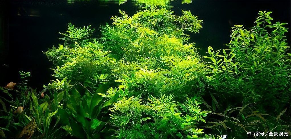 有哪些適合龍魚缸草缸的水草？（適合龍魚缸和草缸的水草推薦）