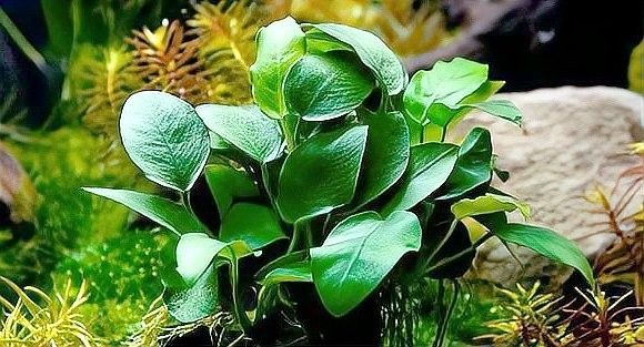 有哪些適合龍魚缸草缸的水草？（適合龍魚缸和草缸的水草推薦）