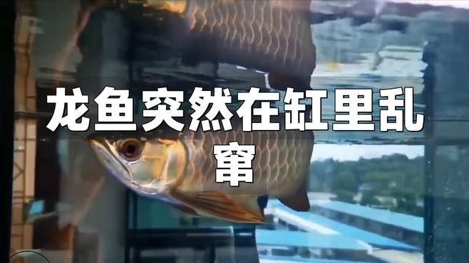 如何給龍魚做應激測試？（如何進行龍魚應激測試） 如何給龍魚做應激測試？（如何進行龍魚應激測試） 龍魚百科 第1張